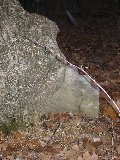 The tree is growing around the stone